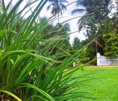 Peliyagoda Villa | Tamarind Villa