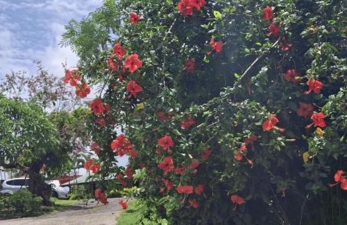 Tavua Hotel | Tavua Hotel Ismail Investments