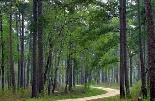 Montgomery RV Rental | Tentrr Signature Site - Hidden Forest - Coleman Outfitted Site
