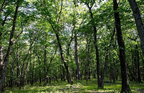 Catskill RV Rental | Tentrr Signature Site - The Old Catskill Game Farm Abandoned Zoo: Overlook Site