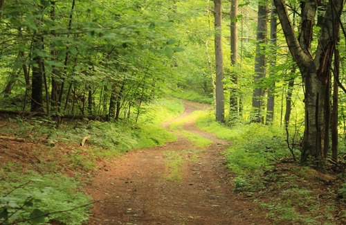 Catskill RV Rental | Tentrr Signature Site - The Old Catskill Game Farm Abandoned Zoo: Wooded Site