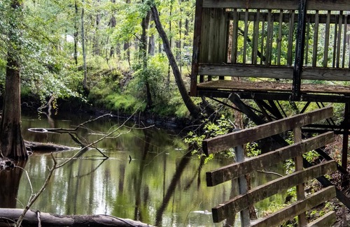 Florence RV Rental | Tentrr Signature Site - The Woods at Black Creek - The Swamp Fox