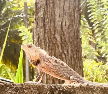 Udawalawa Bed & Breakfast | TESHI SAFARI VILLA
