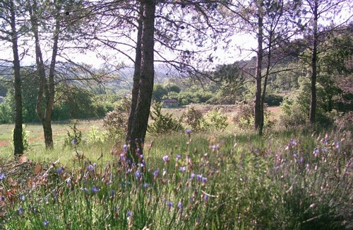 Lorgues Apartment | The 10m x 5m pool is shared as is the large natural garden