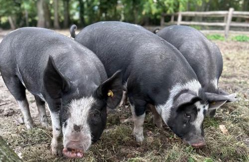 Langeraar Bed & Breakfast | The Butchersfarm