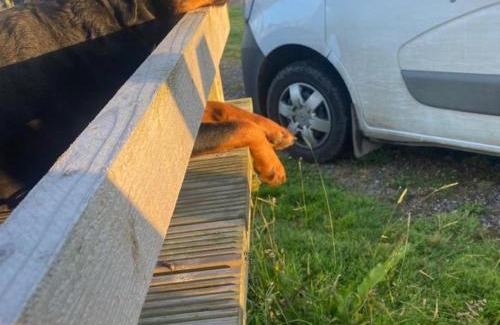 Dungarvan House | The Getaway - The Peregrine - Luxury Pet Friendly Glamping Cabin