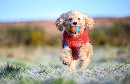 Dungarvan House | The Getaway - The Red Kite - Pet Friendly Luxury Glamping Cabin