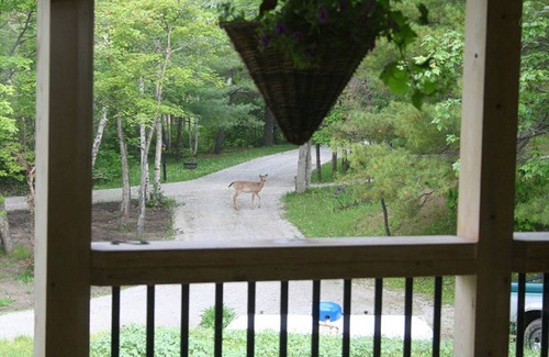 Big Chute Cottage | The Loon Muskoka Cabin - TeaLakeCottages