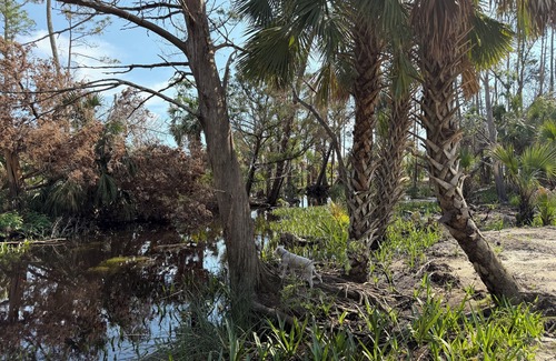 Steinhatchee RV Rental | The Marsh site at Privacy RV campgrounds of Steinhatchee- Awesome, private!