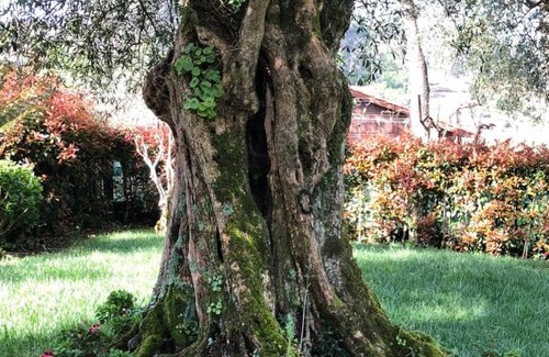 Vila Verde House | The Olive Tree Country Home