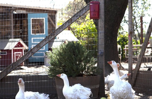 Sonoma Cottage | The Sonoma Nest, A charming farm experience