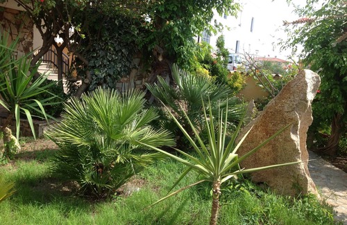 La Caletta House | The two palms from Angelo the cove
