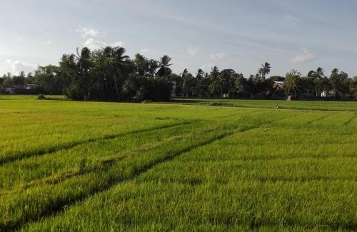 Polonnaruwa House | Thisara Guest House