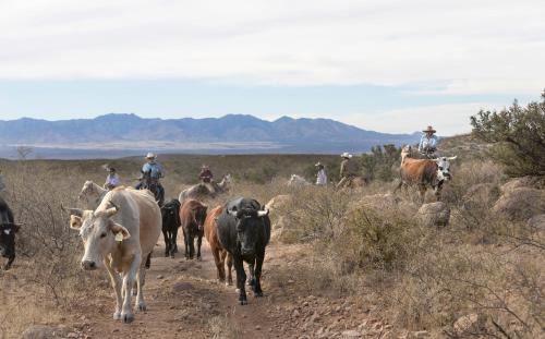Tombstone Resort | Tombstone Monument Guest Ranch