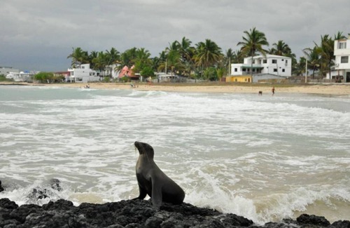 Puerto Villamil House | Tour to volcan, swim with sharks! Double Room Suite #6