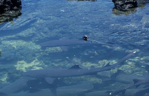 Puerto Villamil House | Tour to volcan, swim with sharks - Marriat #6