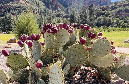 Uptown Sedona Villa | Tranquil Creekside Villa Resort in the Heart of Red Rock Sedona