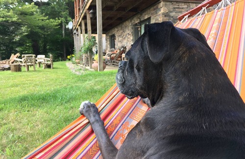 Hunter Cabin | Tranquil Log Cabin on Lake 10 minutes from Windham & Hunter Mts- dog friendly