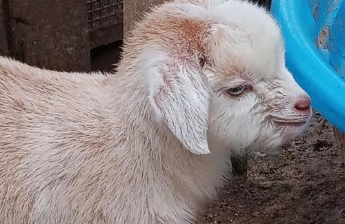 Palestine Other | Travel Trailer with Wi-Fi at Fabulous Bok Vegas Interactive Petting Zoo and Farm