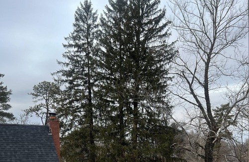 Parkdale Apartment | Tree house without the tree.