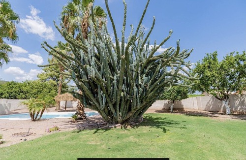 Crystal Creek House | ☀️🌵Tropical Desert Oasis. HEATED Pool & Spa no charge. Private, large yard 🌴🏜