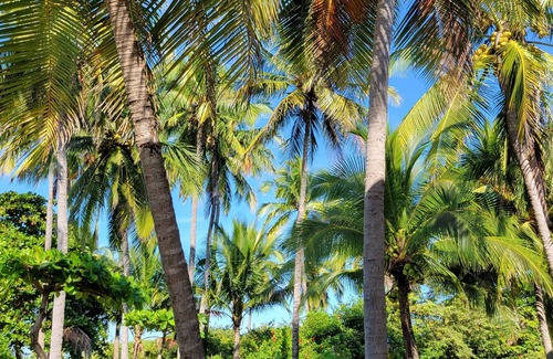Junquillal Condo | Tropical oceanfront condo in Junquillal, WIFI, washer/dryer, AC, large kitchen.n