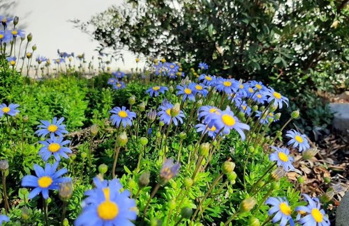 Cisternino House | trullo fino