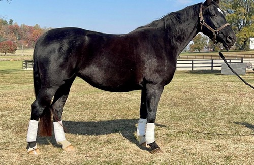 Batesville House | UHE - Unforgettable Equestrian Adventure in the Blue Ridge Mountains