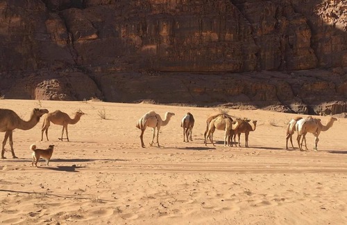 Wadi Rum RV Rental | Um Al Tawaqi