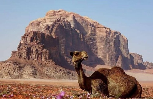 Wadi Rum RV Rental | Um Al Tawaqi