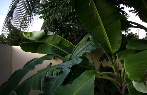 Pos Chiquito Apartment | Under the Trees Garden View Apartment (New Listing)
