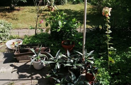 Sassnitz Apartment | Vacation apartment/apartment for 4 guests with 65m² in Sassnitz (153471)