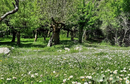 Scandriglia Apartment | Vallebona House: fragrance-free, Wi-Fi free house for MCS and EHS