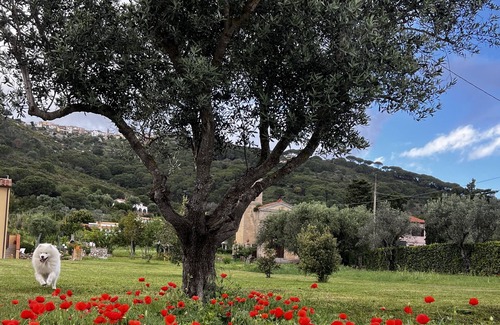 Campo nell'Elba Apartment | Villa Aiali Appartamento Primule