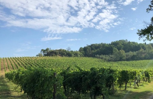 Ponte a Egola Villa | Villa Privata Immersa nei Vigneti Chianti