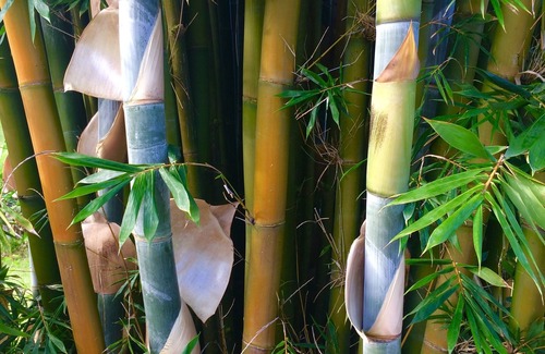 Hakalau House | Visit Aina Mana Hale(home on land of sacred power)on the beautiful Hamakua Coast