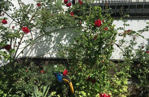 Viereth Apartment | Vor den Toren Bambergs - Einfamilienhaus mit Garten!