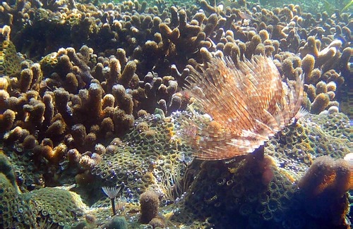 Tierra Oscura Cabin | Waterfront Dolphin Pod - Bocas' best snorkeling!