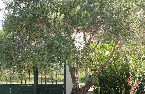 Asprovalta Villa | Welcome to Villa Bougainvillea.