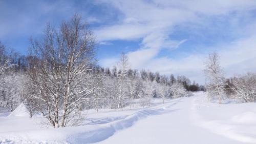 Porsanger Cabin | Wild Caribou's Wildwood Cabin