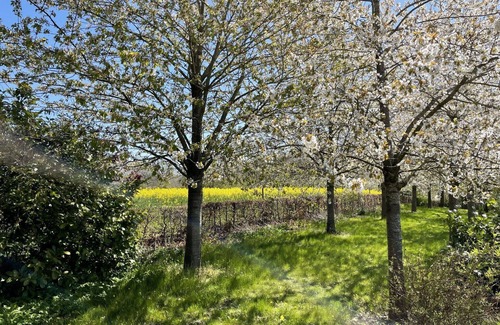 Splietsdorf House | Wonderful private villa for 4 people with WIFI, TV, terrace and pets allowed