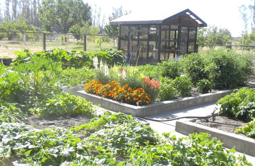 Santa Rosa Cottage | Woolsey Road Cottage -Cozy, Comfy and Fresh Eggs!
