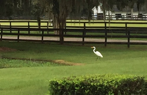 Reddick Apartment | WORLD EQUESTRIAN CENTER WEC 10m Private 1/1 Stalls Pasture for Horses available