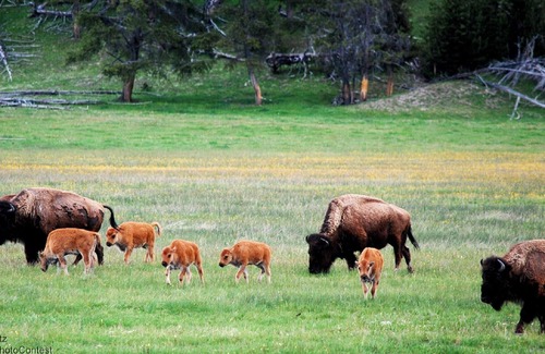 West Yellowstone Condo | WorldMark West Yellowstone - 2 BR Condo