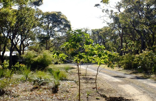 Deepdene Apartment | Wrenwood Chalets Caves road unit 3