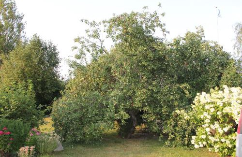 Kankaanpaa Apartment | Yö Kotikoivun rauhassa