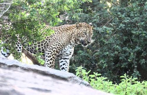 Kataragama Other | Yala - Kabiliththa Jeep Tour Camping