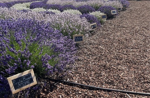 Sequim Other | Your own Lavender farm in Sunny Sequim!