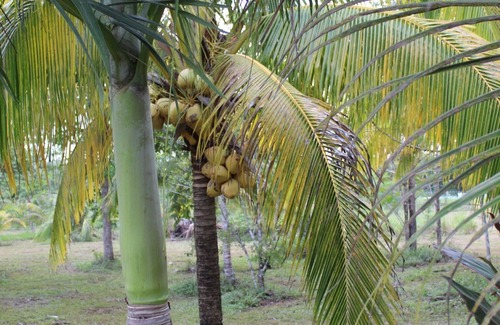 Armenia House | Your private Ranch in the heart of Belize