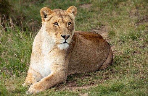 Die Barakke Cabin | Sleep Whiskers away from the Lions and " FEEL " them ROAR! Cabin 2